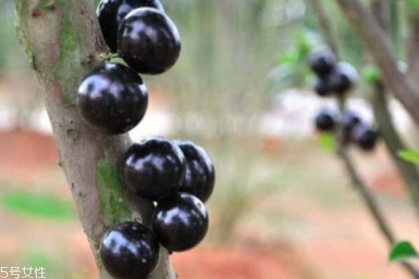 嘉宝果的营养价值,嘉宝果的食用价值