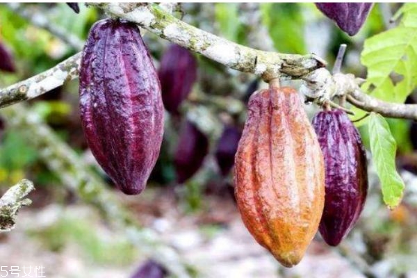 可可果的功效和作用,吃可可果有什么好处