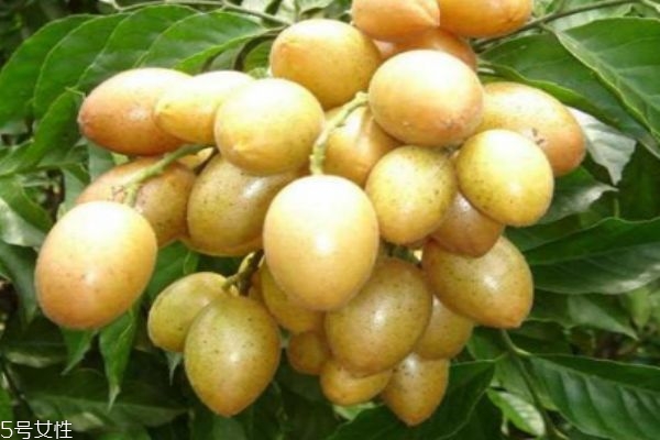 什么人不宜吃黄皮,黄皮果可以吃吗