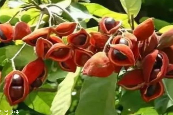 凤眼果有什么功效和作用,凤眼果的功效