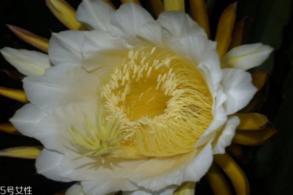 霸王花的产地在哪里,霸王花是长在什么植物上的