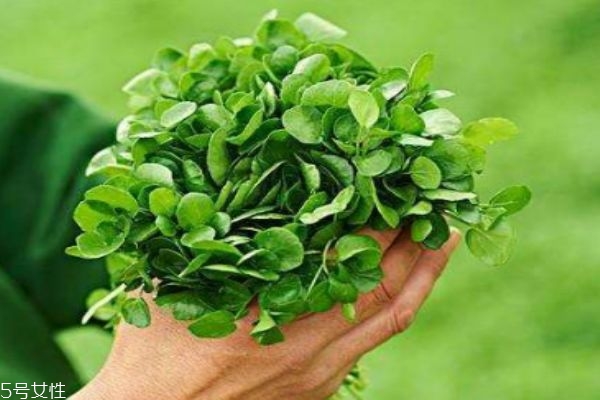 西洋菜种在哪里,西洋菜生长在什么地方