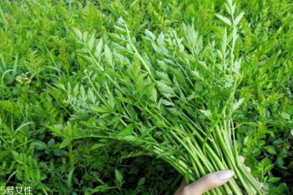 野菜分别有什么营养及价值,野菜的营养