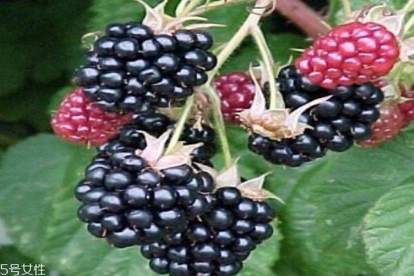 黑莓的营养价值,黑莓营养价值和食用功效