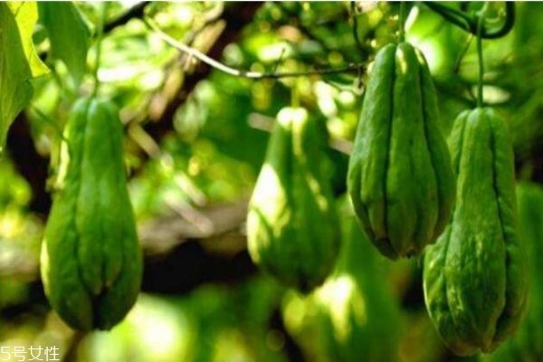 吃佛手瓜有哪些好处,佛手瓜吃了有什么好处什么人不能吃