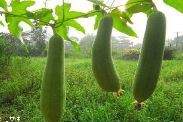 丝瓜哪些人不能吃,丝瓜什么人不能食用