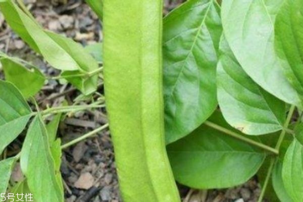 刀豆有什么功效营养价值,刀豆的营养