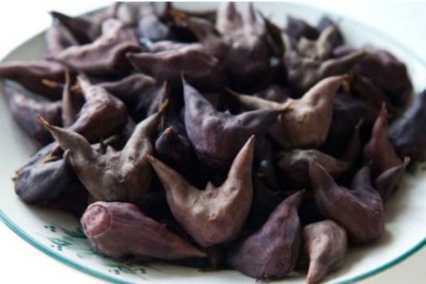 菱角的生长环境,菱角在什么地方生长