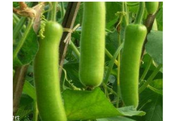 瓠瓜是什么蔬菜,瓠瓜生长温度