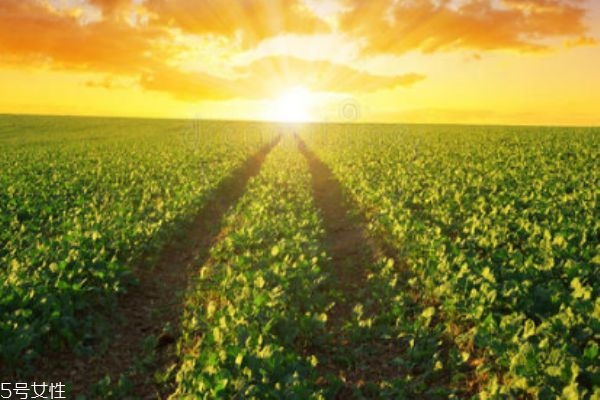 油菜的生长环境,油菜适合在什么地方生长