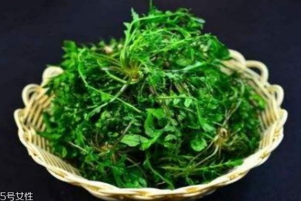 吃荠菜有什么好处呢,吃荠菜的好处和坏处