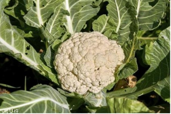 吃花椰菜的好处,花椰菜怎么吃最有营养