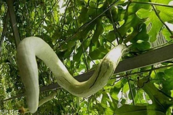 生蛇可以吃豆类吗,蛇豆的禁忌 生蛇可以吃豆类吗,蛇豆的禁忌