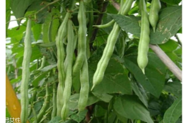 蛇豆的功效和作用,蛇豆是什么