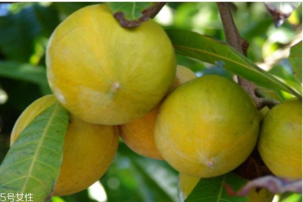 蛋黄果有什么营养价值,蛋黄果好吃吗?它的营养价值高吗