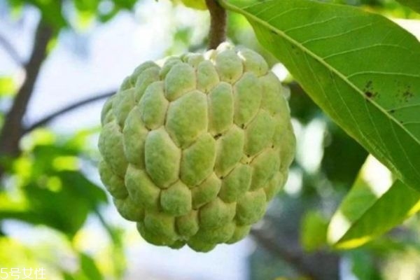 吃释迦果的好处,吃释迦果好吗