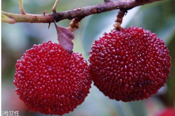 吃杨梅不能吃什么,杨梅能多吃吗