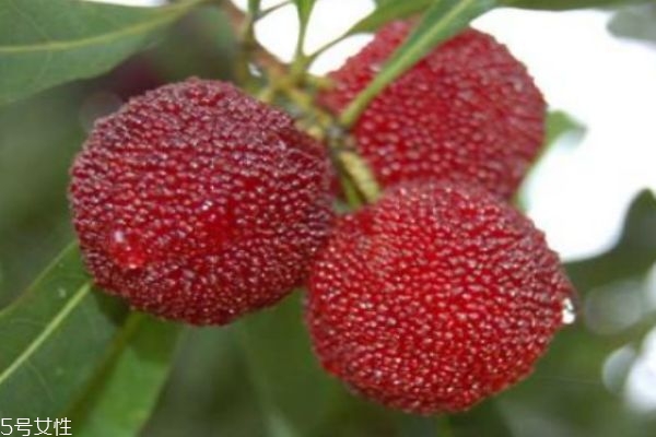 吃杨梅有什么好处呢?,吃杨梅有啥好处