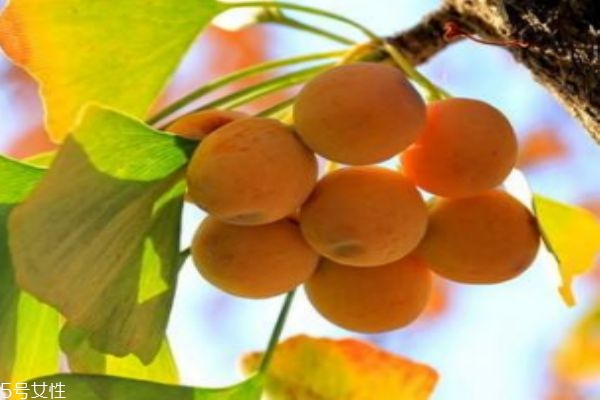 银杏的营养,银杏的营养价值和药用价值 银杏的营养,银杏的营养价值和药用价值