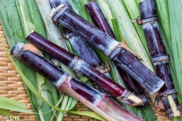 吃甘蔗有什么好处啊,吃甘蔗有什么好处有什么坏处 吃甘蔗有什么好处啊,吃甘蔗有什么好处有什么坏处