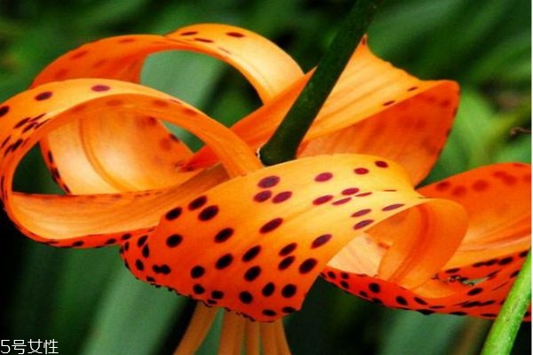 卷丹的功效和作用,丹皮的药用价值