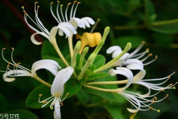 忍冬的作用,忍冬的药用价值 忍冬的作用,忍冬的药用价值