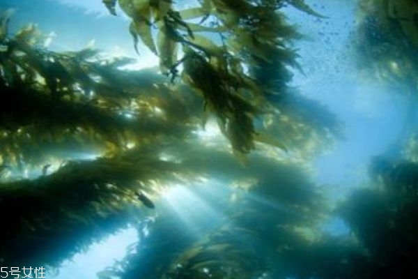 海藻生长在什么地方,海洋藻类分布