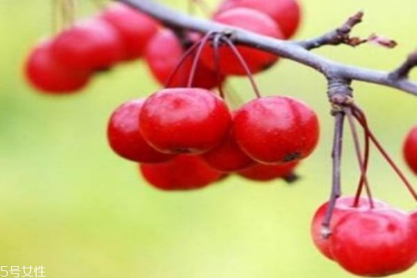 海棠果的作用及食用禁忌,海棠果的禁忌