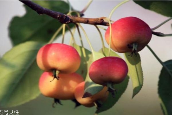 海棠果的营养价值,海棠果的营养