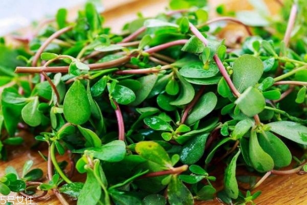 马齿苋有什么作用,马齿笕百度百科