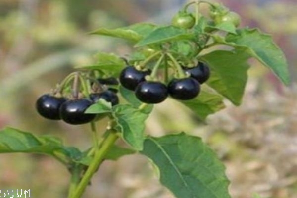 龙葵有什么作用呢,龙葵有什么用处