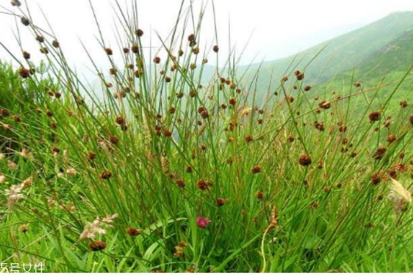 什么是灯芯草,灯芯草别名叫什么?