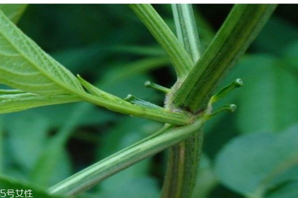 接骨丹的作用,接骨丹的功效和作用及食用方法图片