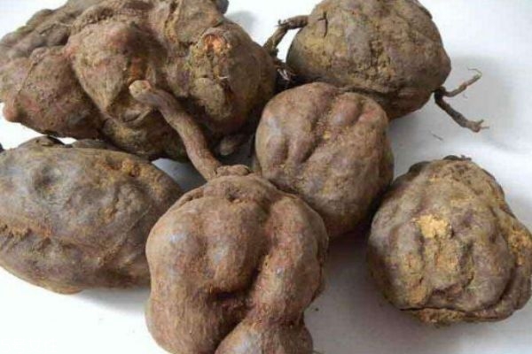 何首乌的营养价值,何首乌的营养价值和药用价值