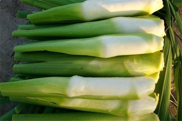 茭白太多吃不完怎么办,茭白吃多了