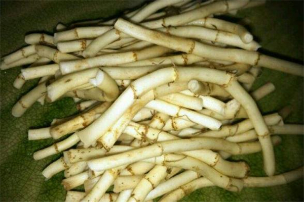 鱼腥草桑叶水的功效,鱼腥草和桑叶的功效和作用 鱼腥草桑叶水的功效,鱼腥草和桑叶的功效和作用