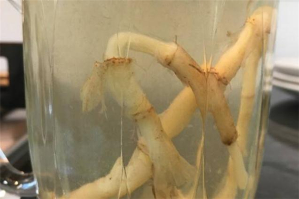 鱼腥草泡水喝一天喝多少为宜,鱼腥草泡水能长期喝吗