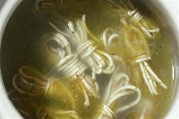 鱼腥草怎么煮水可以加糖吗,泡鱼腥草可以放冰糖吗