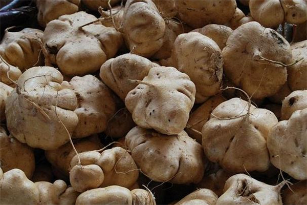 减肥的人能吃凉薯吗,减肥的人可以吃凉薯吗 减肥的人能吃凉薯吗,减肥的人可以吃凉薯吗