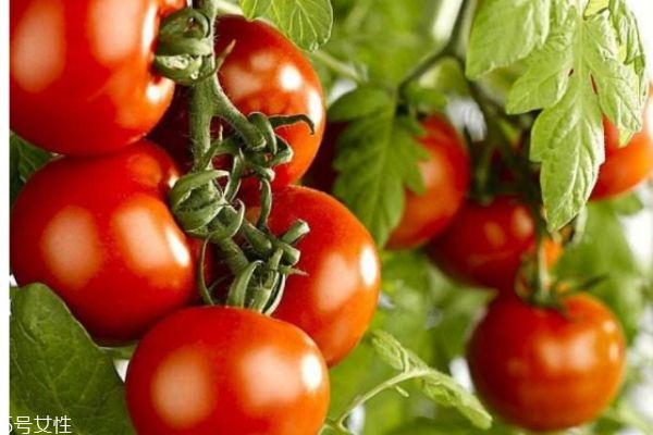 吃西红柿有什么好处呢?,吃吃西红柿的好处 吃西红柿有什么好处呢?,吃吃西红柿的好处