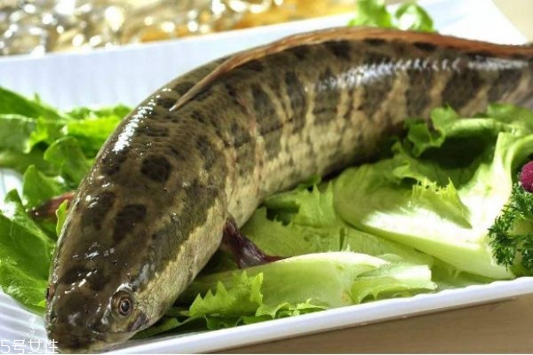 黑鱼有啥营养价值,黑鱼的营养
