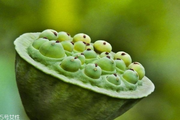 莲蓬的好处,莲蓬的药用价值 莲蓬的好处,莲蓬的药用价值