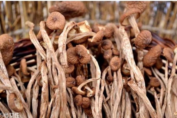 孕妇可以吃茶树菇吗?,坐月子能吃茶树菇吗 孕妇可以吃茶树菇吗?,坐月子能吃茶树菇吗