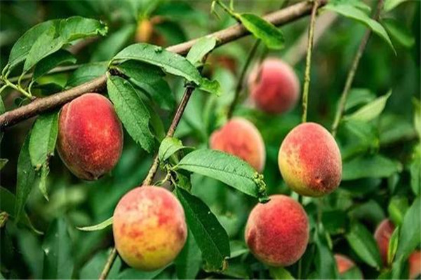 桃子烂了还能吃吗,桃子有点烂能吃吗