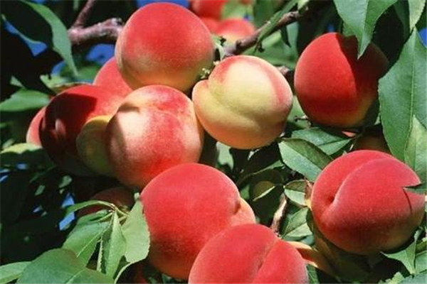 桃子是发物吗?,桃子是发物吗手术后能吃吗