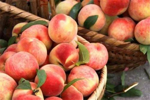 桃子是凉性吗,桃子是凉性吗热性