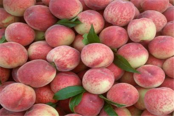 吃桃子要去皮吗,桃子能吃皮吗