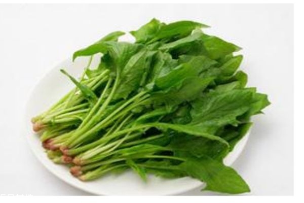 孕妇可以吃菠菜吗?,孕妇可以吃菠菜吗早期