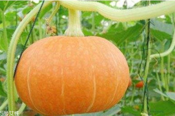 吃南瓜对人体有什么好处,吃南瓜有什么好处呢?