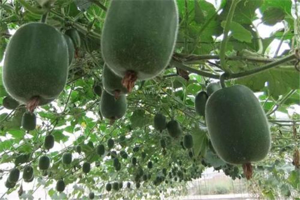 冬瓜怎么吃好吃中国有几种吃法,冬瓜怎么吃可以减肥效果最好